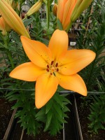 [5131 Cesare VZ No02.JPG]